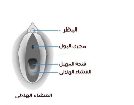 الغشاء الهلالي